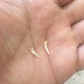 Şok Market Vatan Ton Balığından Balık Dişi Çıktı