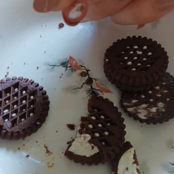 Eti Gıda Eti Nero Şikayet Var