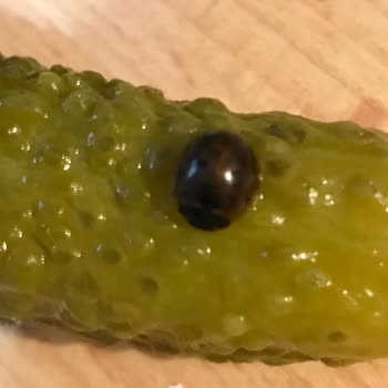 Kühne Marketten Aldığım Turşuda Böcek Çıktı