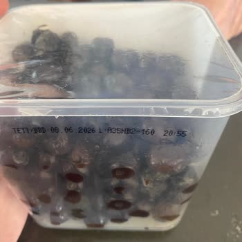 Tukaş Sele Zeytin Küf Oluşumu