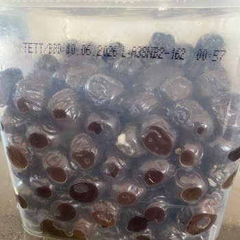 Tukaş Sele Zeytin Küf Oluşumu