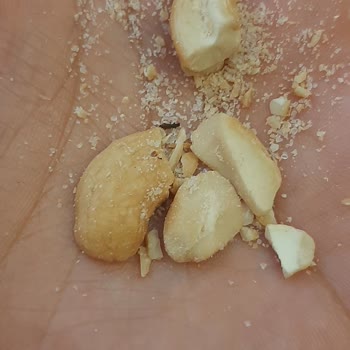 Tadım Kaju Da Böcek Çıktı