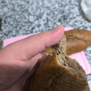 2000 Ekmek Gıda Ekmekten Çıkan Şok Edici Yabancı Madde