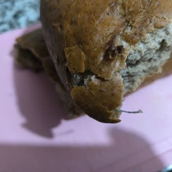 2000 Ekmek Gıda Ekmekten Çıkan Şok Edici Yabancı Madde