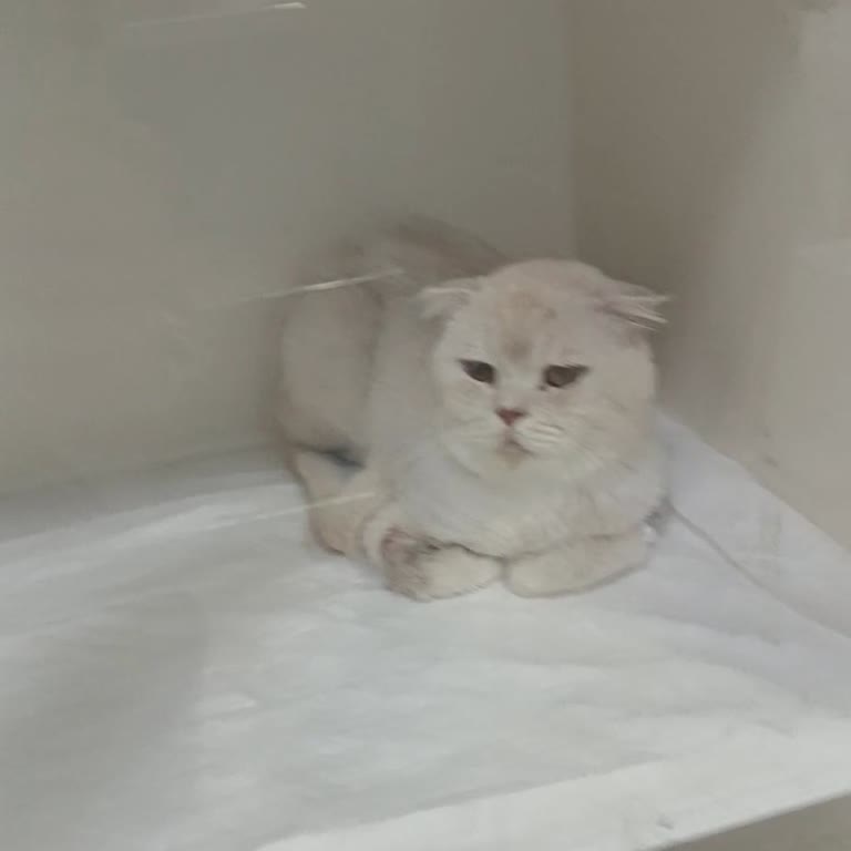 Pet222 Veterinerde Bilinçsiz Tedavi Sonucu Kedimin Ölümü