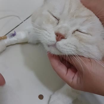 Pet 224 Veteriner Kliniği'nde Yaşadığımız Üzücü Deneyim!