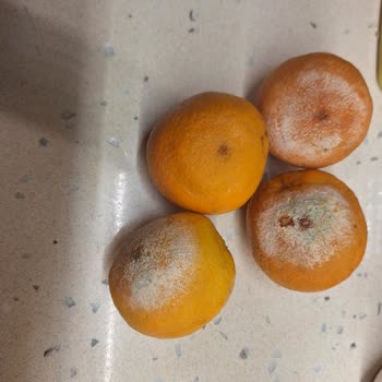 Migros Macro Center Raf Ömrü Bitmiş Ürün Satışı
