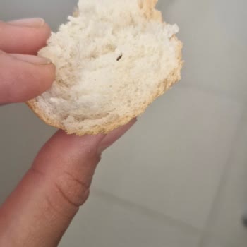 Hakmar'dan Aldığım Ekmekte Böcek Çıktı