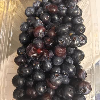 Taze Dükkan Yaban Mersini Abonelik Pişmanlığı