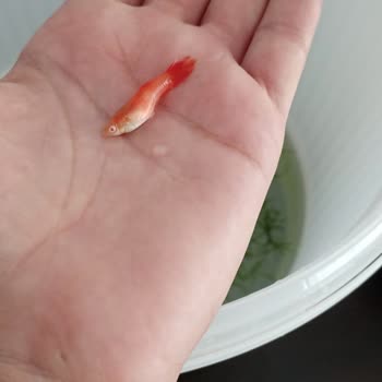 Canlıpetshop ‘tan Gelen Ölü Balıklar