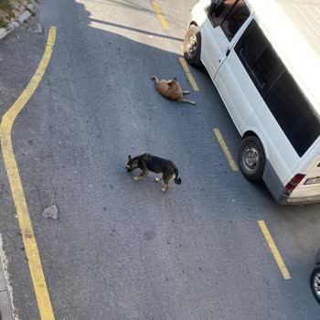 İBB - İstanbul Büyükşehir Belediyesi Köpeklerin Toplatılması Talebi