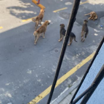 İBB - İstanbul Büyükşehir Belediyesi Köpeklerin Toplatılması Talebi