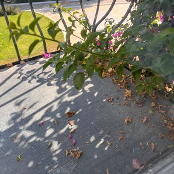 Regulus Beach Resort Regulus Beach Skandalı