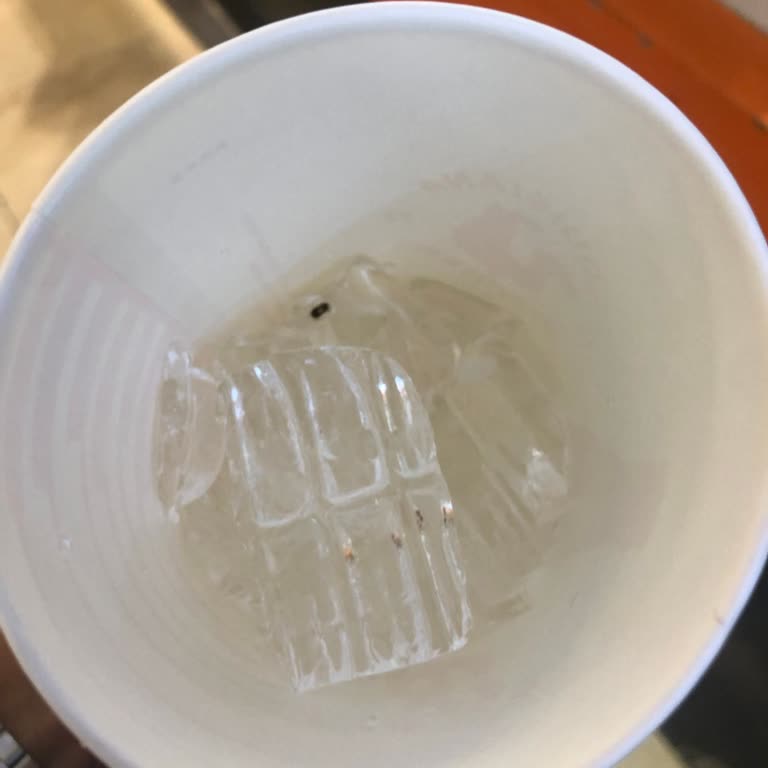 Popeyes'e Buzlu Böcek