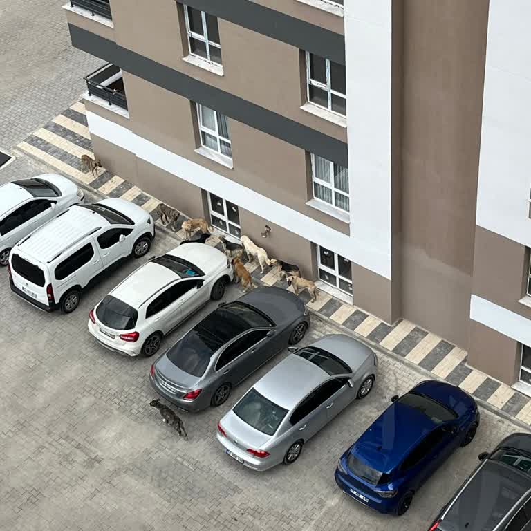 Yahşihan Belediyesi Başıboş Sokak Köpekleri Hk.