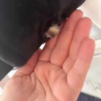 Canisa Roz Serisi 6 Lı Masa Sandalye