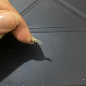 Lezita Köfte İçinden Plastik Çıktı!