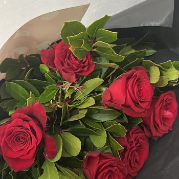 Osevio Uygulama Pişmanlığı