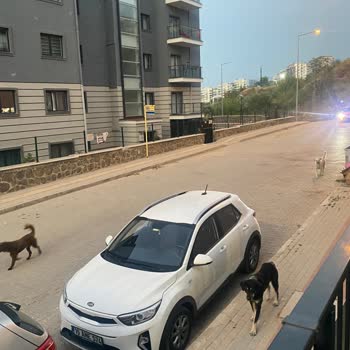 Mudanya Belediyesi Başıboş Dolaşan Sokak Köpekleri