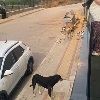 Mudanya Belediyesi Başıboş Dolaşan Sokak Köpekleri