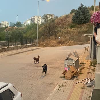Mudanya Belediyesi Başıboş Dolaşan Sokak Köpekleri