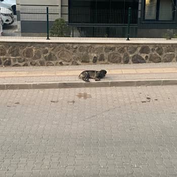 Mudanya Belediyesi Başıboş Dolaşan Sokak Köpekleri