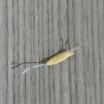 A101'den Aldığım Çıt Kırıldım Çubuk Krakerin İçinden Plastik Çıktı!