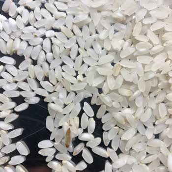 Tat Bakliyat Migros'tan Aldığımız Pirinçlerde Böcek Ve Kurt Sorunu