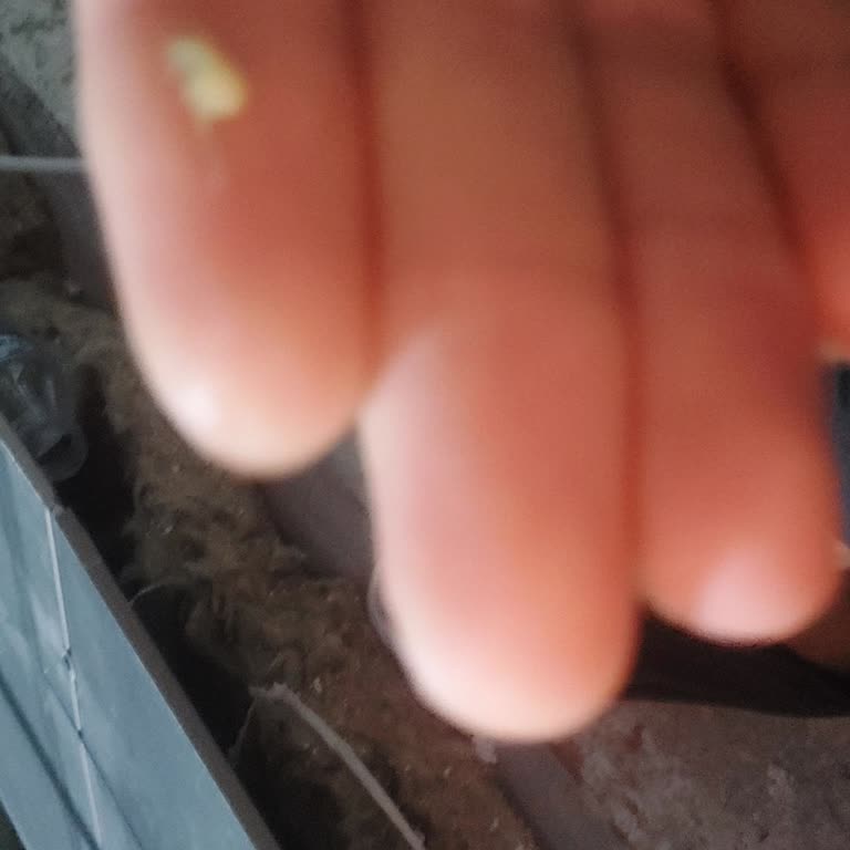 Red Bull İçerisinde Böcek Bulunması