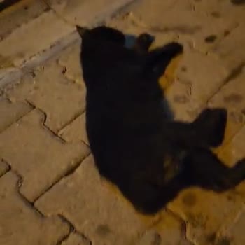 İBB Veteriner Hizmetler Müdürlüğü