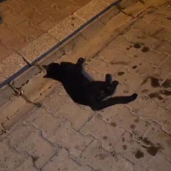 İBB Veteriner Hizmetler Müdürlüğü