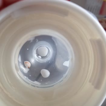 Bebelac Sütünde Böcek Şoku