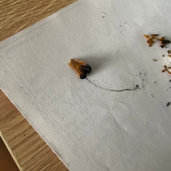 Marlboro Sigara Markası