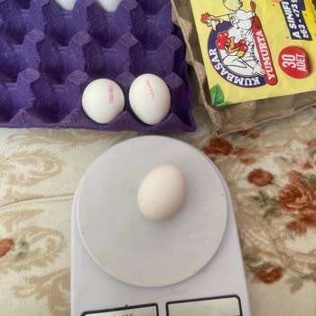 Kumbasar Yumurtalarının Gramaj Sorunu