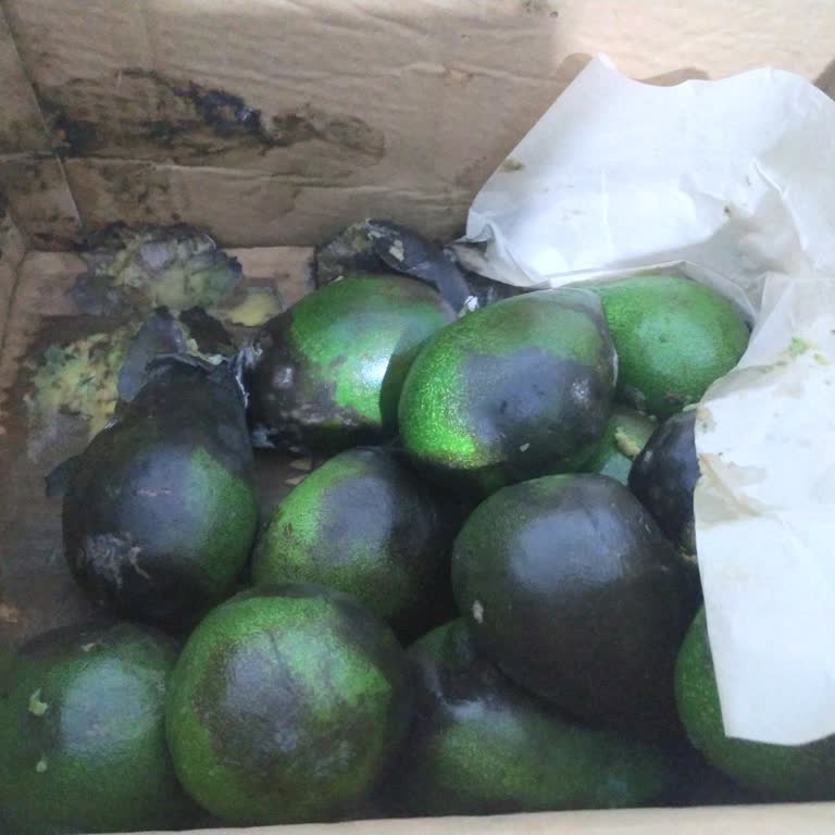 Ferideninbahçesinden (Instagram) Feridenin Bahçesi Çürümüş Avokadolar