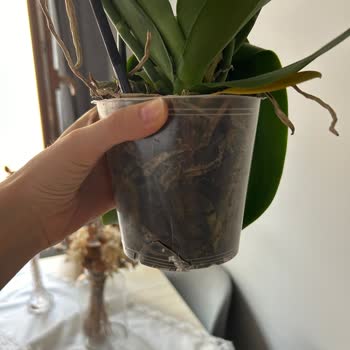 Taze Çiçek (tazecicek.com) Sipariş Verdiğim Orkideler Hayal Kırıklığı Yarattı