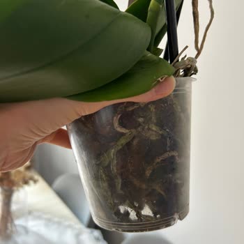 Taze Çiçek (tazecicek.com) Sipariş Verdiğim Orkideler Hayal Kırıklığı Yarattı