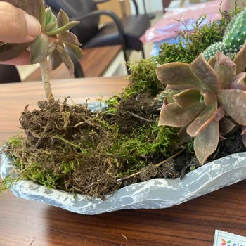 Denizli Çiçek Sepeti