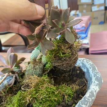 Denizli Çiçek Sepeti