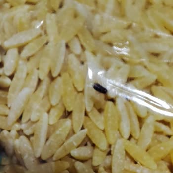 Nuh'un Ankara Makarnası Şehriyenin İçerisinden Böcekler Çıktı