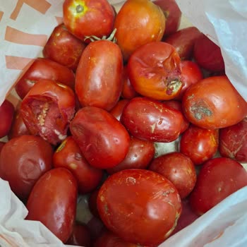 Migros Çöpe Atılacak Domates Bize Layık Görüldü