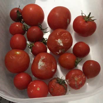 Vestel Buz Dolabım Yiyeceklerimi Çürüyor