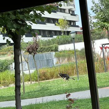 Sur Yapı Yönetim Köpek Sorunu