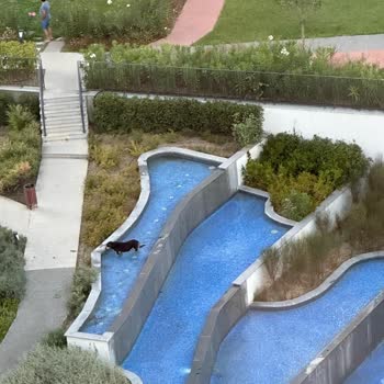 Sur Yapı Yönetim Köpek Sorunu