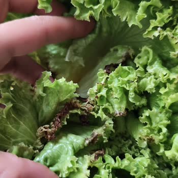 Migros Bayat Ekmek Çürük Kıvırcık Pişmanlığı