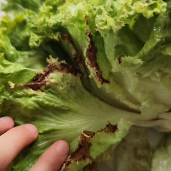 Migros Bayat Ekmek Çürük Kıvırcık Pişmanlığı