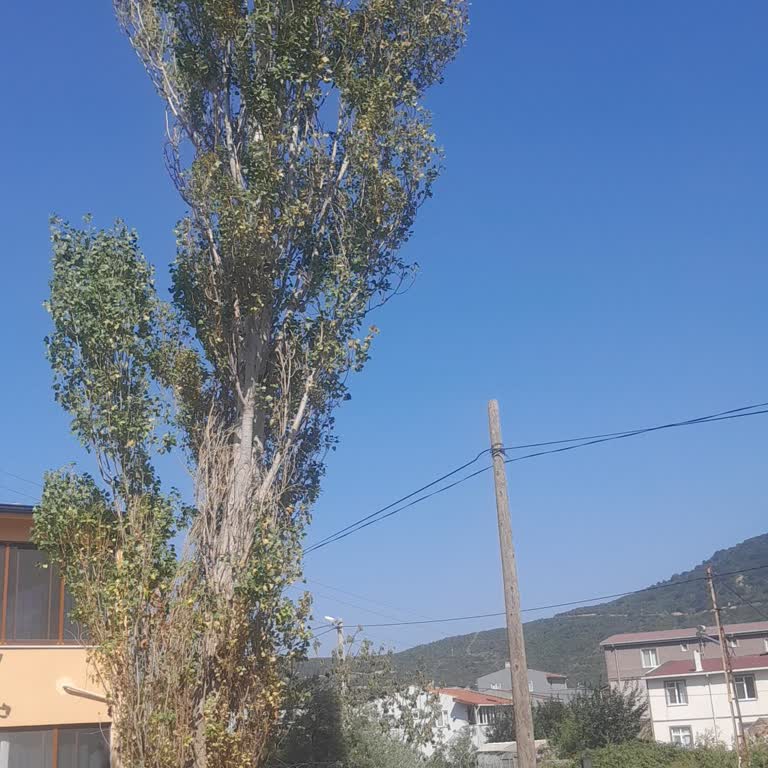 Türk Telekom Ya Kesip Atacağım Direğini Ya Da Dava Açacağım