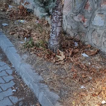Tokat Belediyesi 600 Evler Mahallesindeki Boş Alanın Temizliği İçin Acil Yardım Talebi