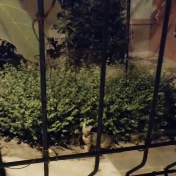 İBB - İstanbul Büyükşehir Belediyesi Sokak Hayvanları Ve Kirlilik Sorunu İçin Acil Çözüm Talebi