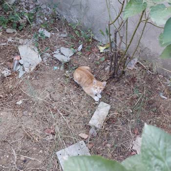 İBB - İstanbul Büyükşehir Belediyesi Sokak Hayvanları Ve Kirlilik Sorunu İçin Acil Çözüm Talebi